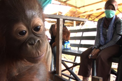 Wildlife Indonesia