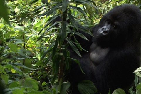 Rwanda Mountain Gorilla 