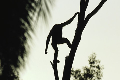 bonobo_09