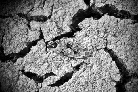 The Death of the Colorado River