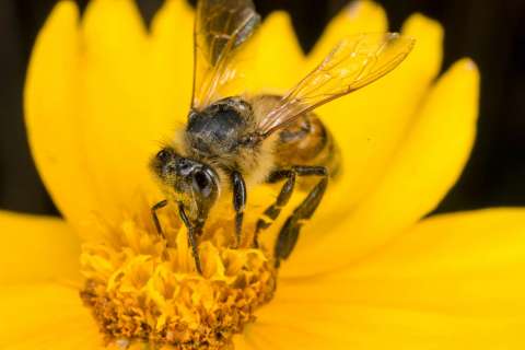 Honeybees