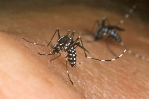 Asian Tiger Mosquito