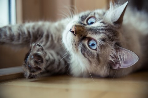 Ragdoll Cat Casper